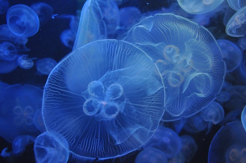 Underwater world